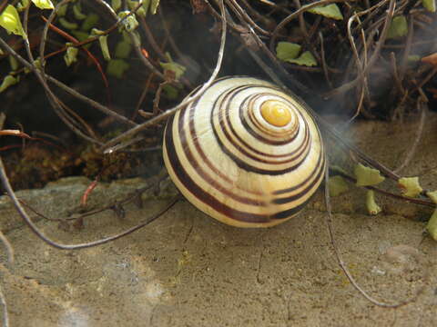 Image of Brown Lipped Snail