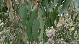 Imagem de Eucalyptus pauciflora Sieber ex Spreng.