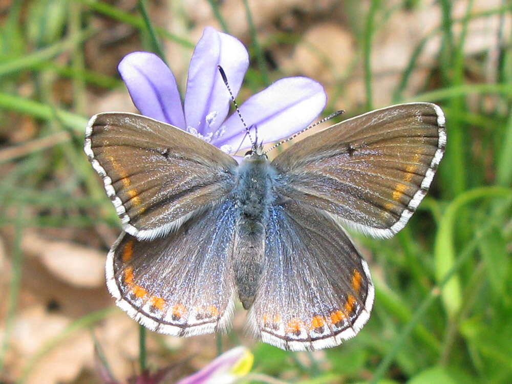 Image of Polyommatus bellargus (Rottemburg 1775)