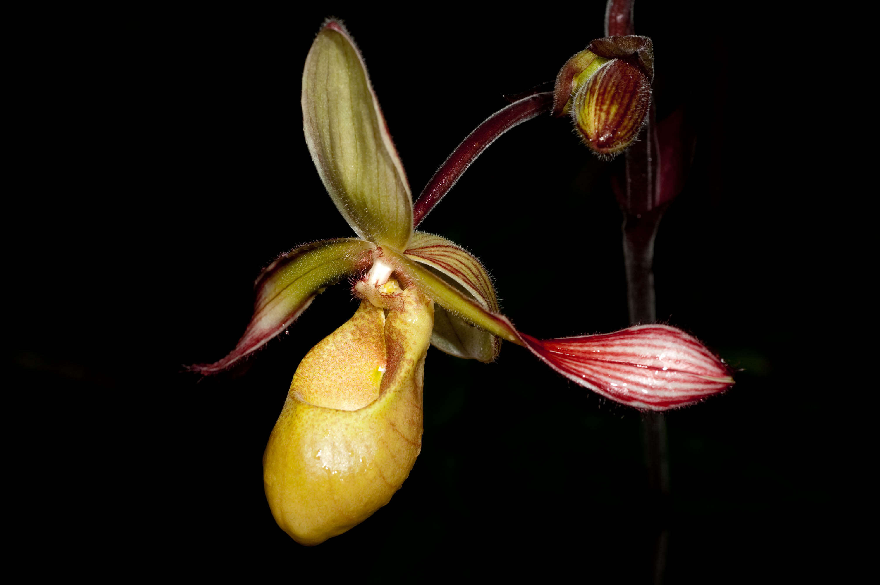 Image of Tropical Slipper Orchids