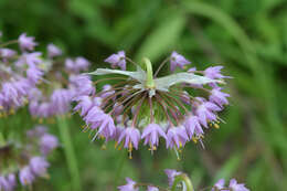 Image of Lady's leek