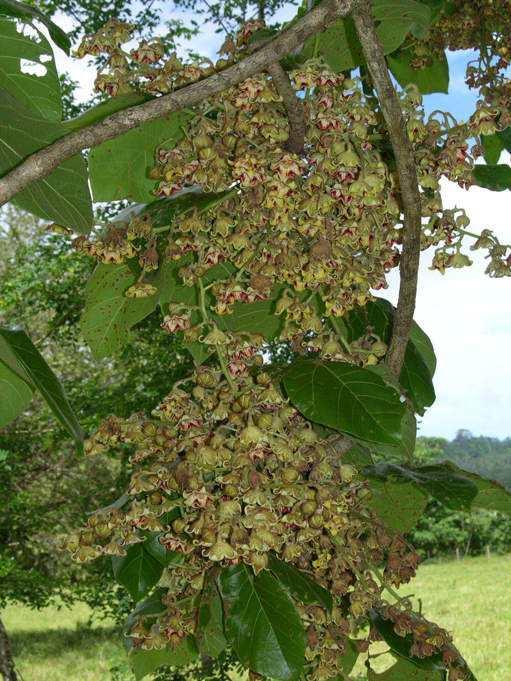 Image of Panama tree