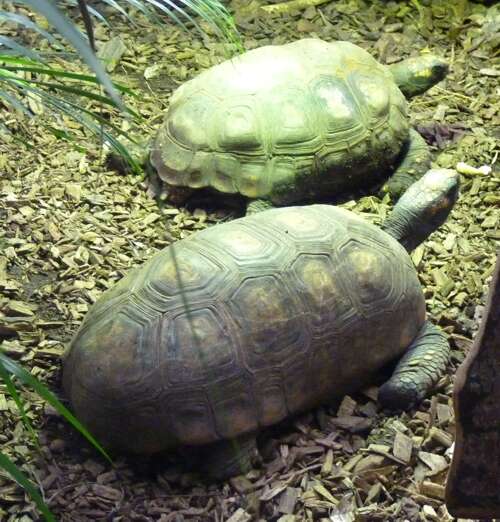 Image of Typical Tortoises