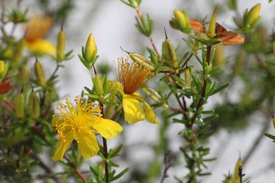 Image of Atlantic St. John's-Wort