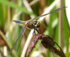 Image of Four-spotted Chaser