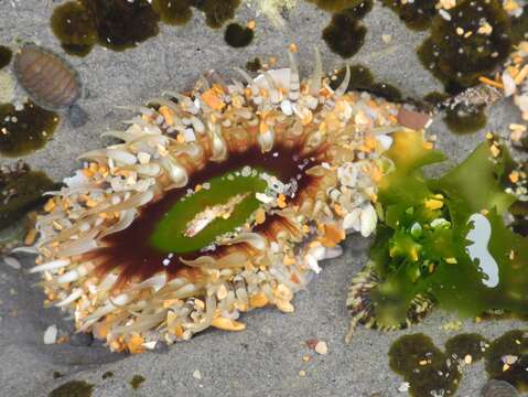 Image of Sand anemone