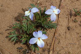 Image of birdfoot violet