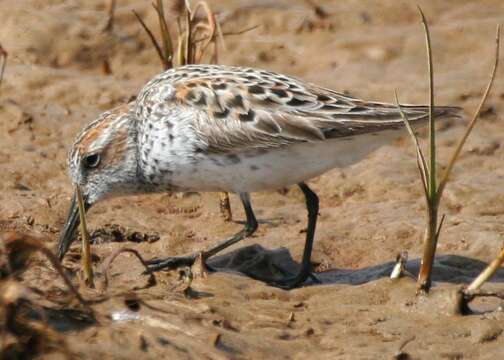 Image of Western Sandpiper