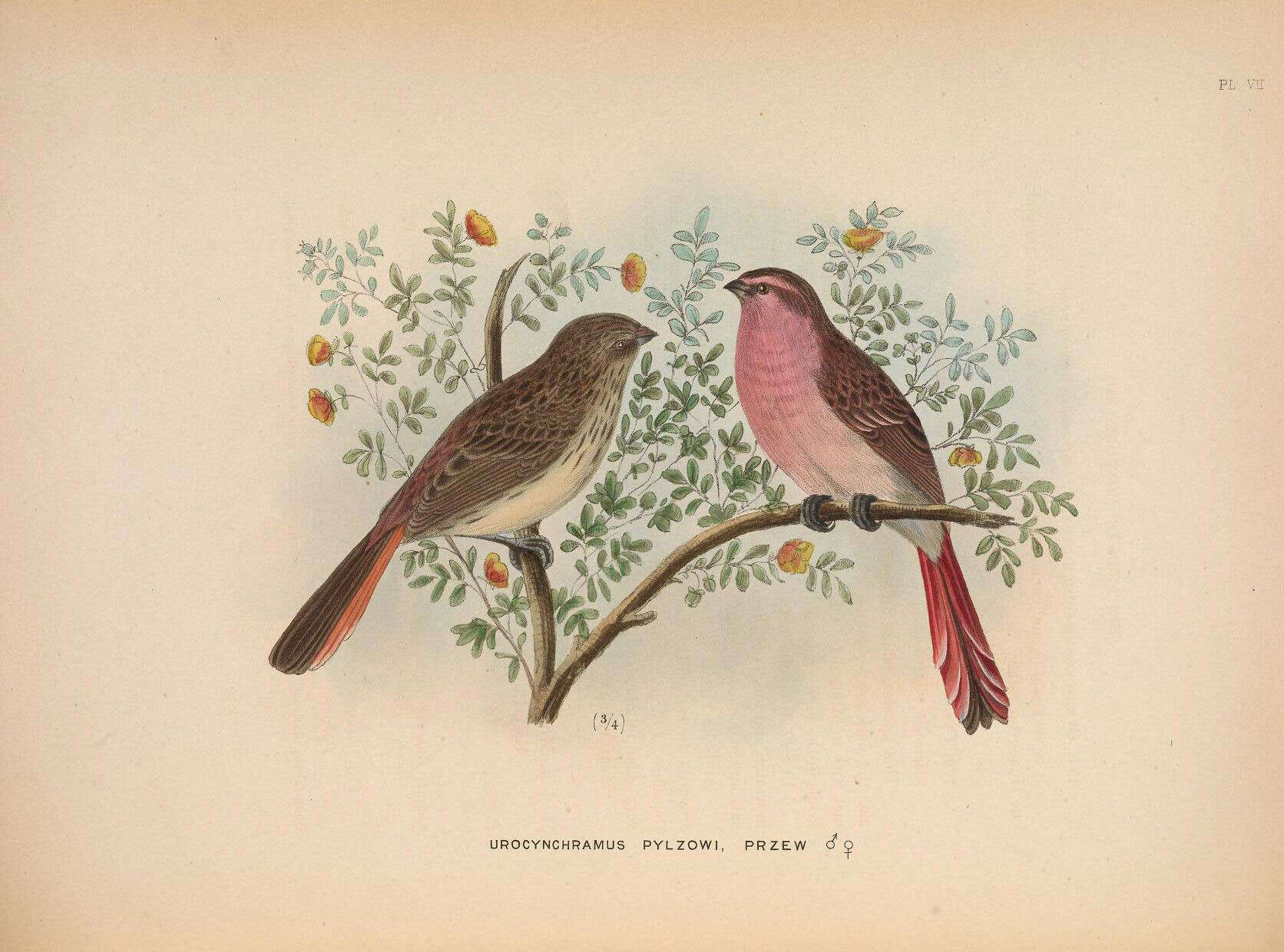 Image of Urocynchramus Przewalski 1876