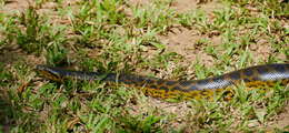 Image of Yellow anaconda