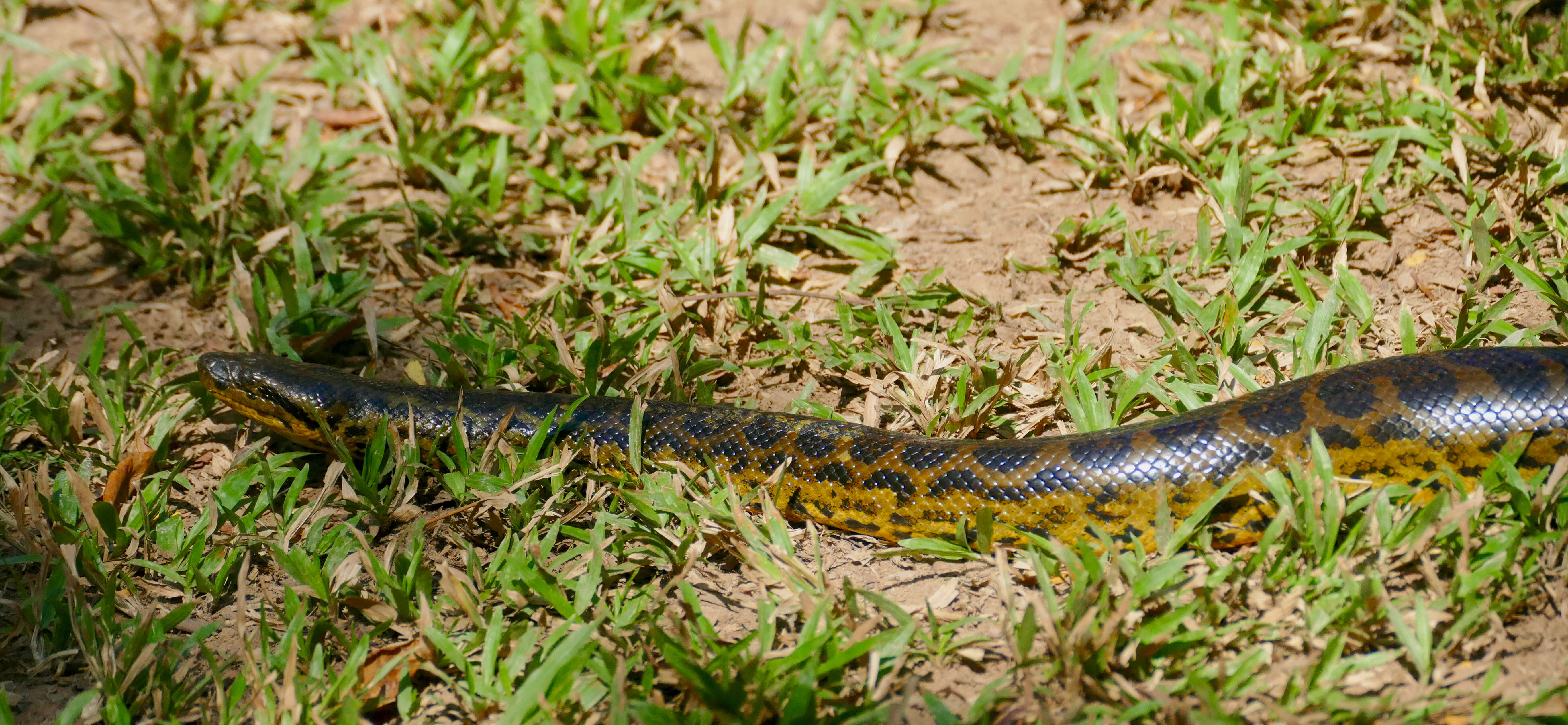 Image of Yellow anaconda