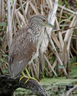 Image of Night Herons