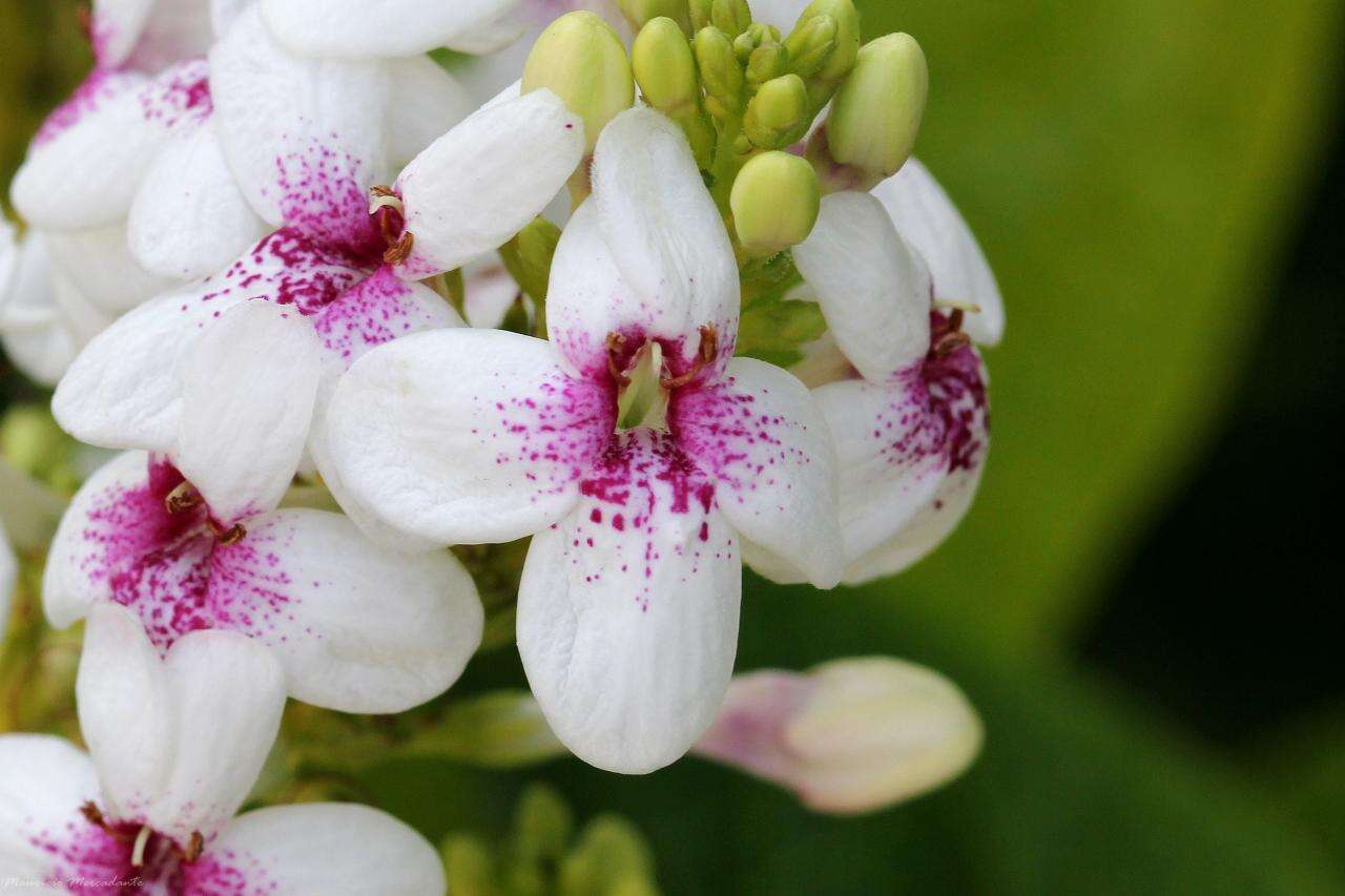 Pseuderanthemum carruthersii (Seem.) Guill. resmi