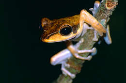 Image of Bongao tree frog