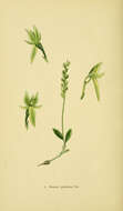 Image of Bog Orchid