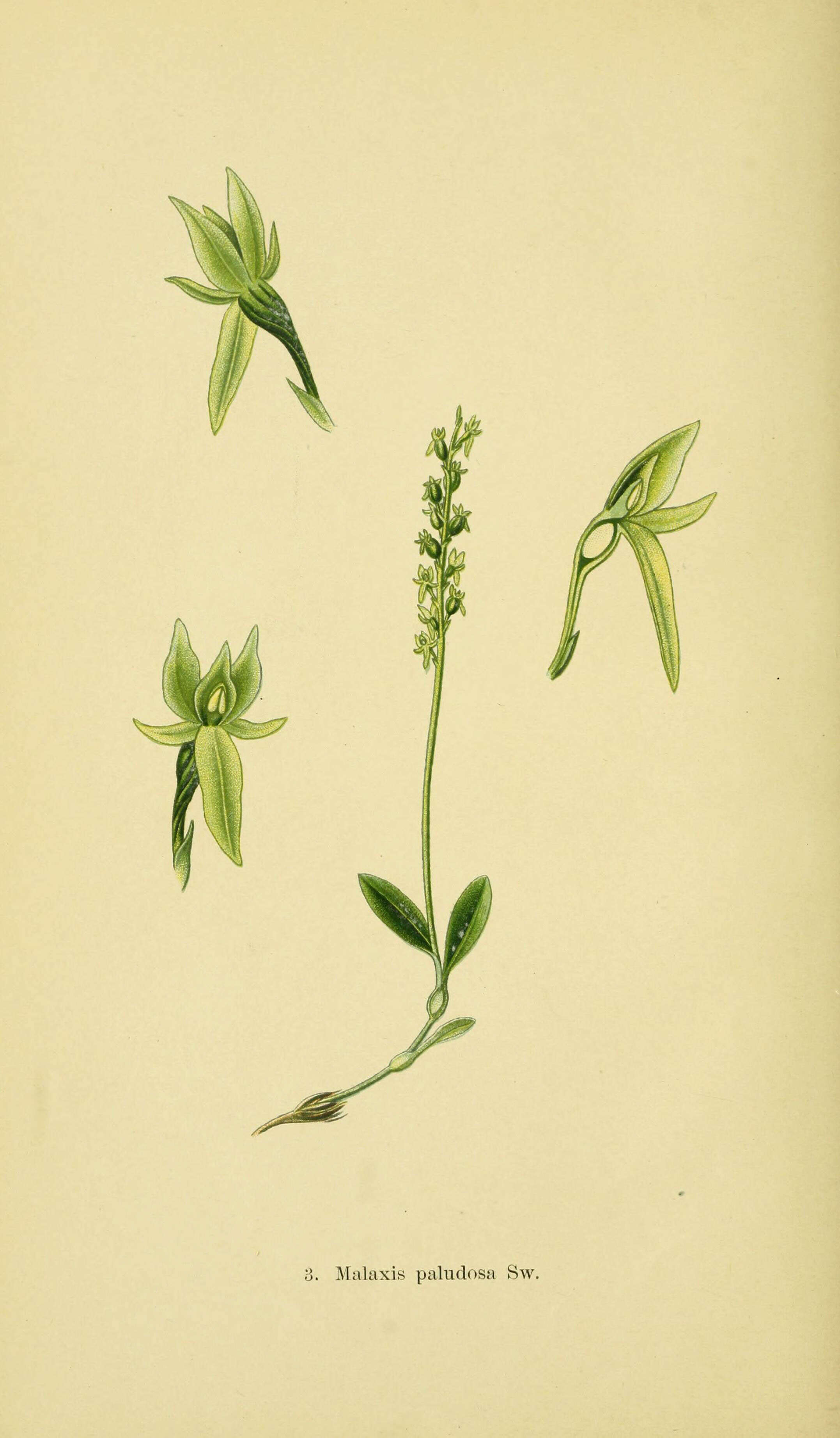 Image of Bog Orchid