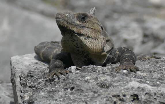 Image of Ctenosaura