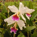 Image of Cattleya rex O'Brien