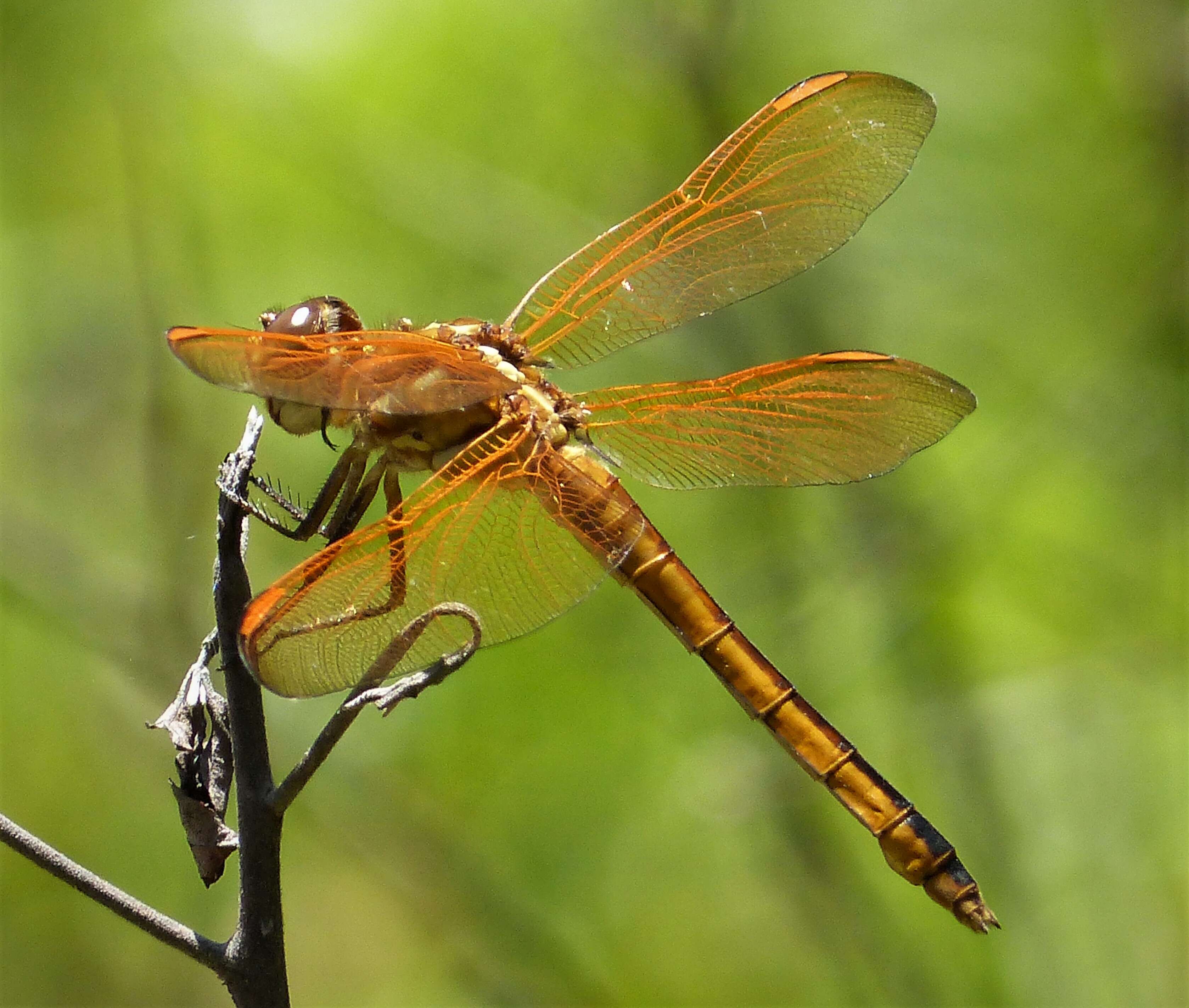 Image of Libellula Linnaeus 1758