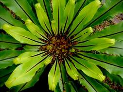 Image of spleenwort