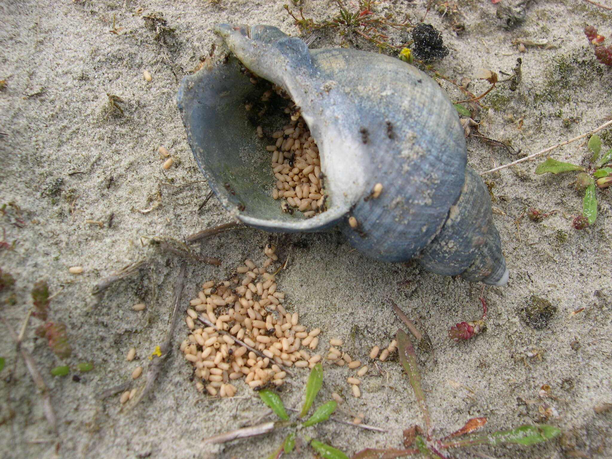 Image of cornfield and citronella ants