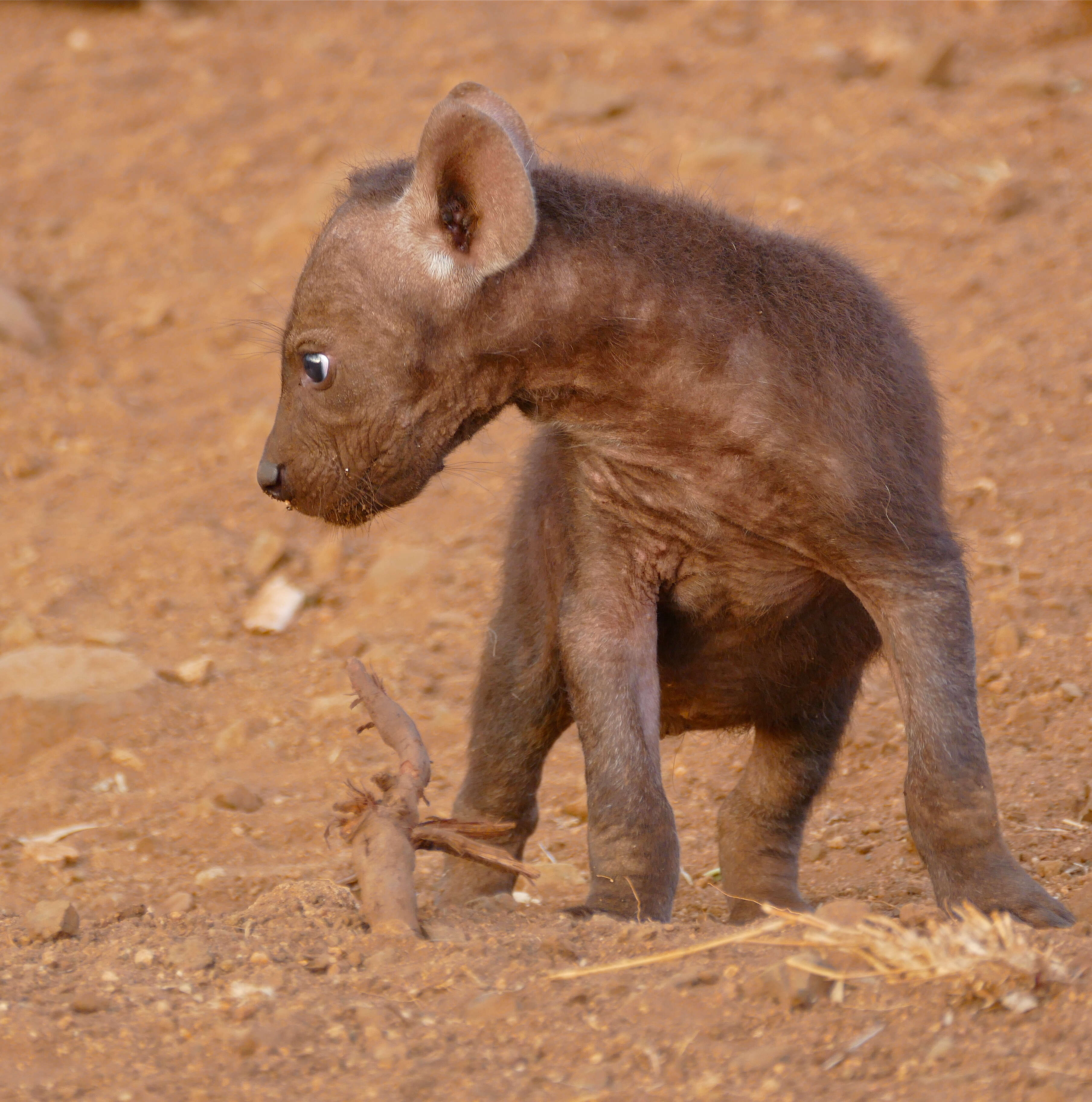 Image of Spotted Hyaenas