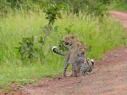 Image of Leopard