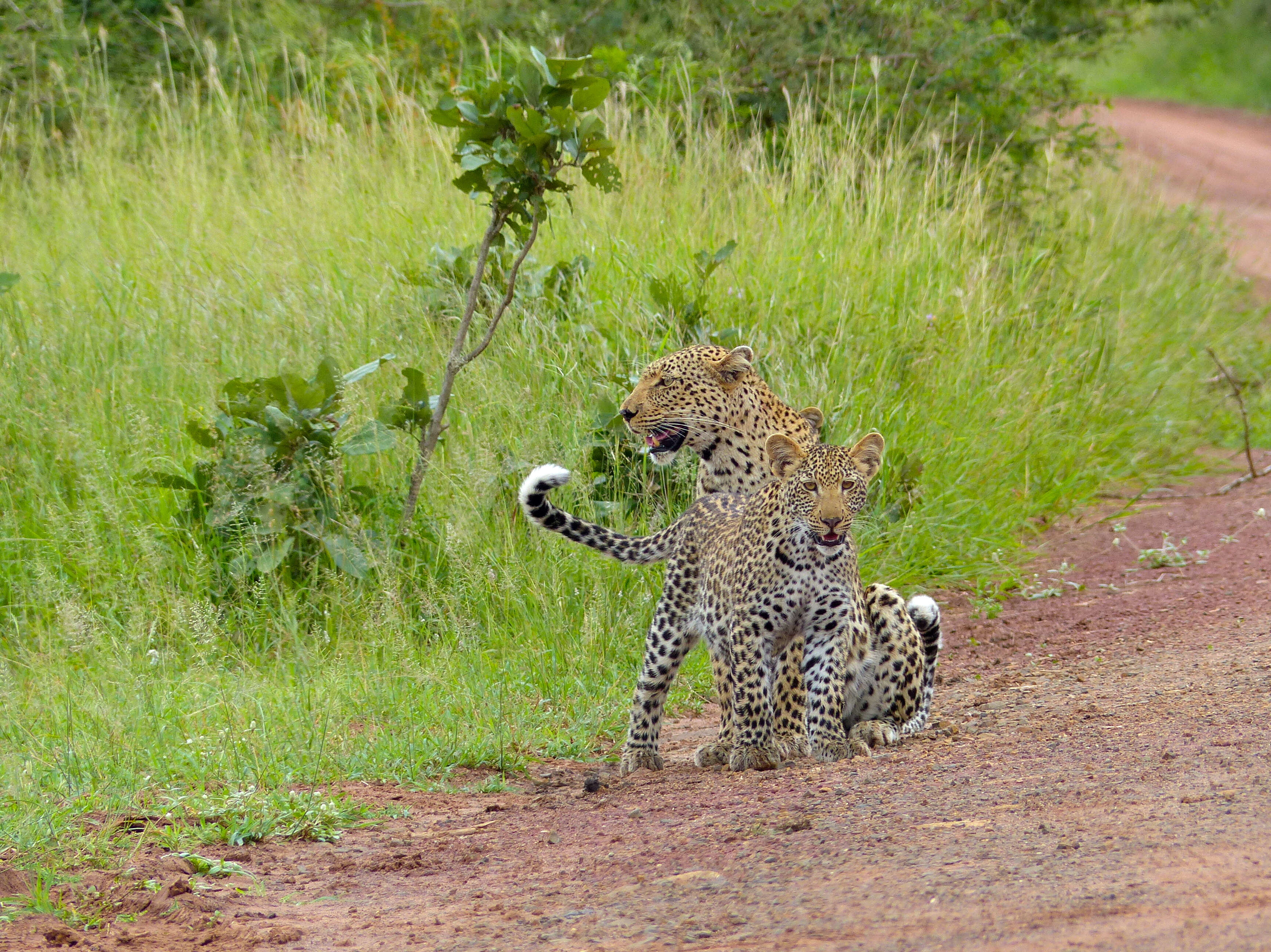 Image of Leopard