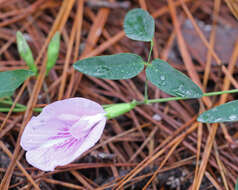 صورة Clitoria mariana L.