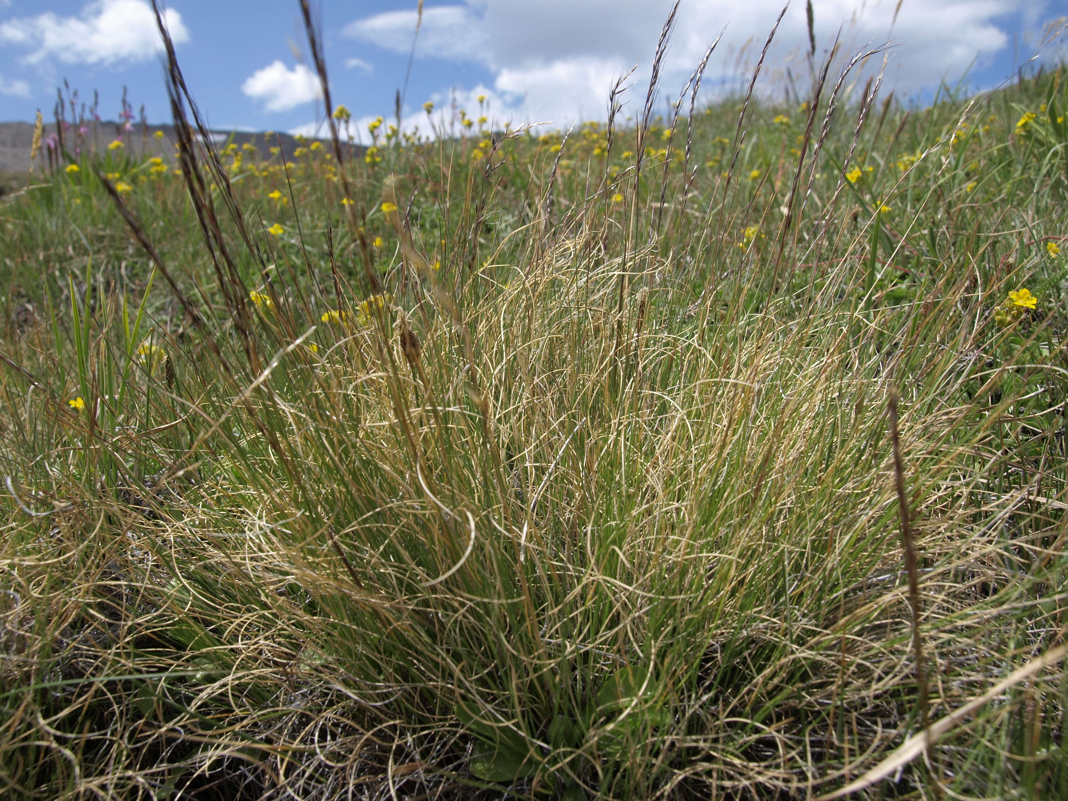 Image of false needlegrass