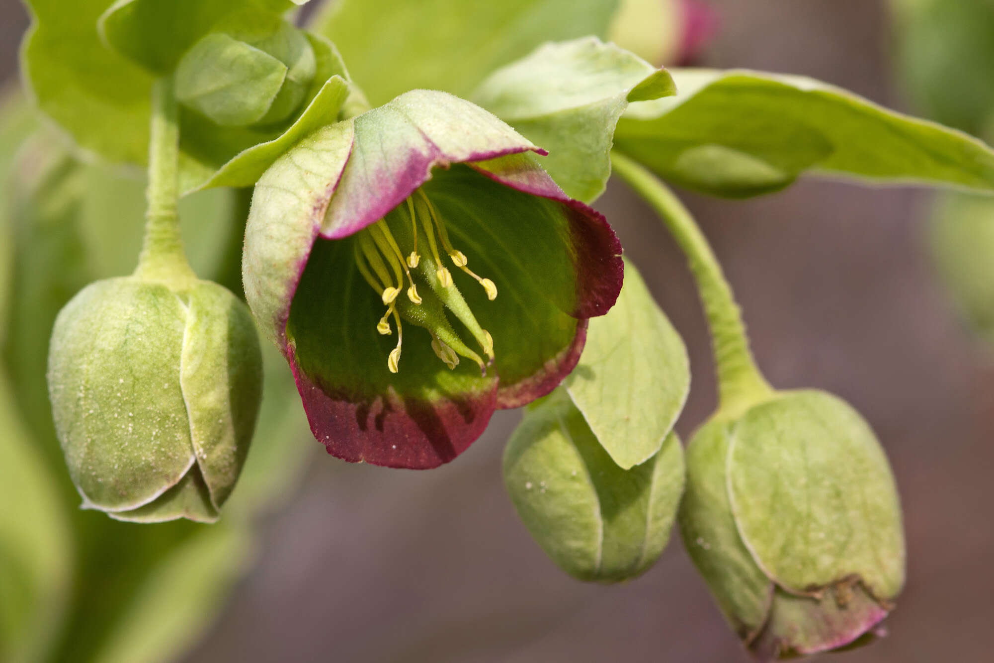 Image of Stinking Hellebore