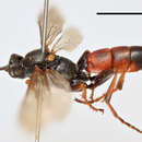 Image of Ichneumon erythromerus Wesmael 1857