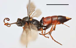 Image of Ichneumon erythromerus Wesmael 1857