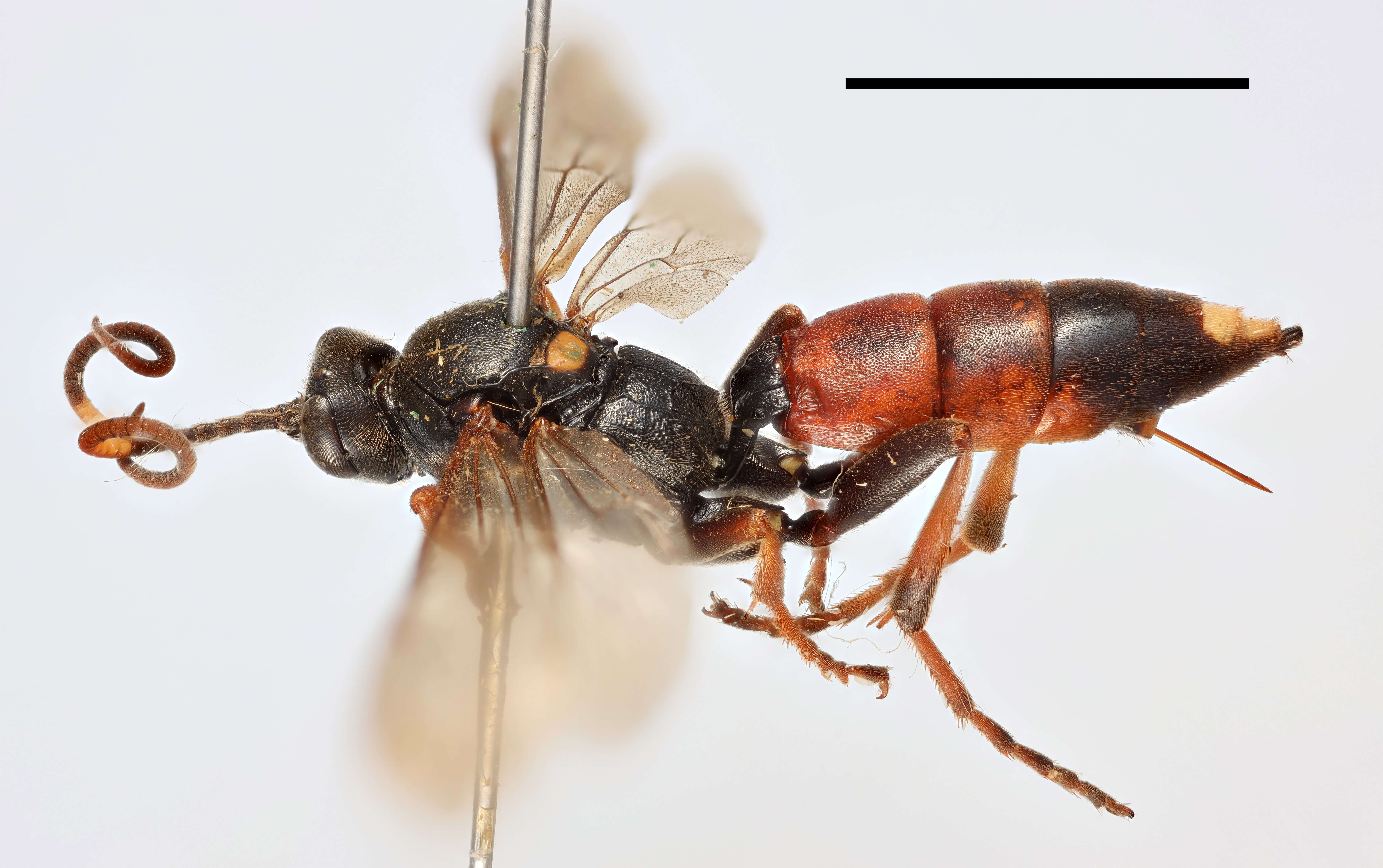 Image of Ichneumon erythromerus Wesmael 1857