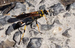 Image of mud daubers