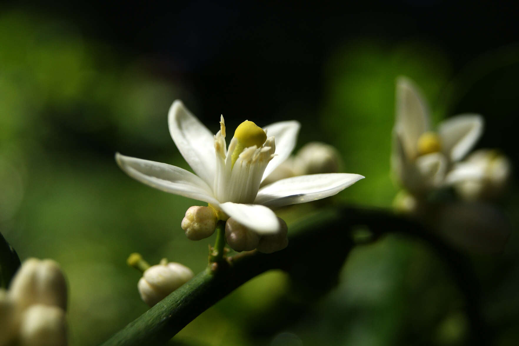 Persian Jasmine