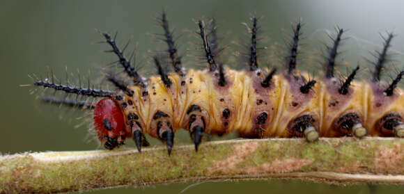 Image of Acraea acara Hewitson 1865