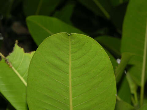 Image of Ficus insipida Willd.