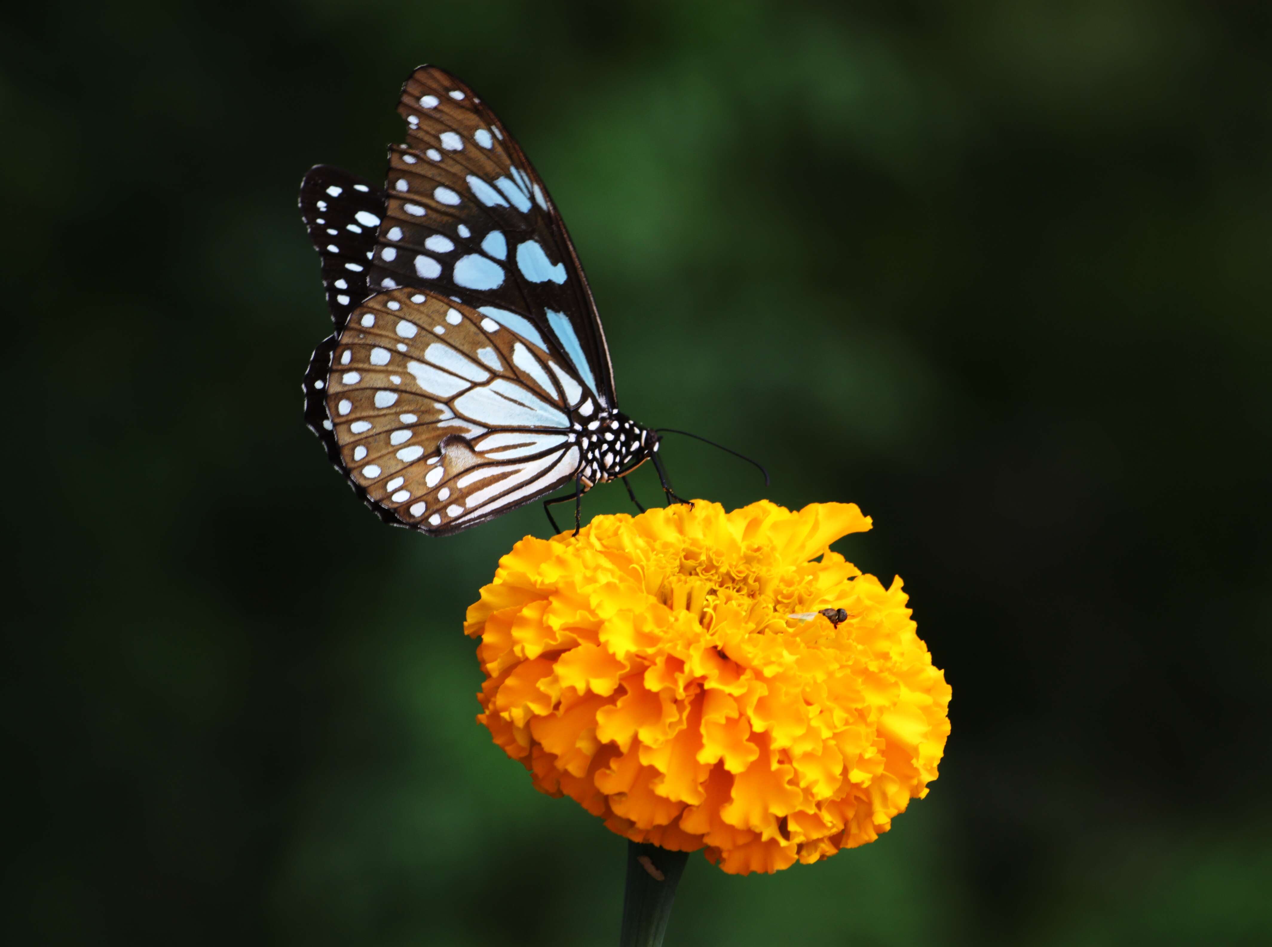 Image of marigold