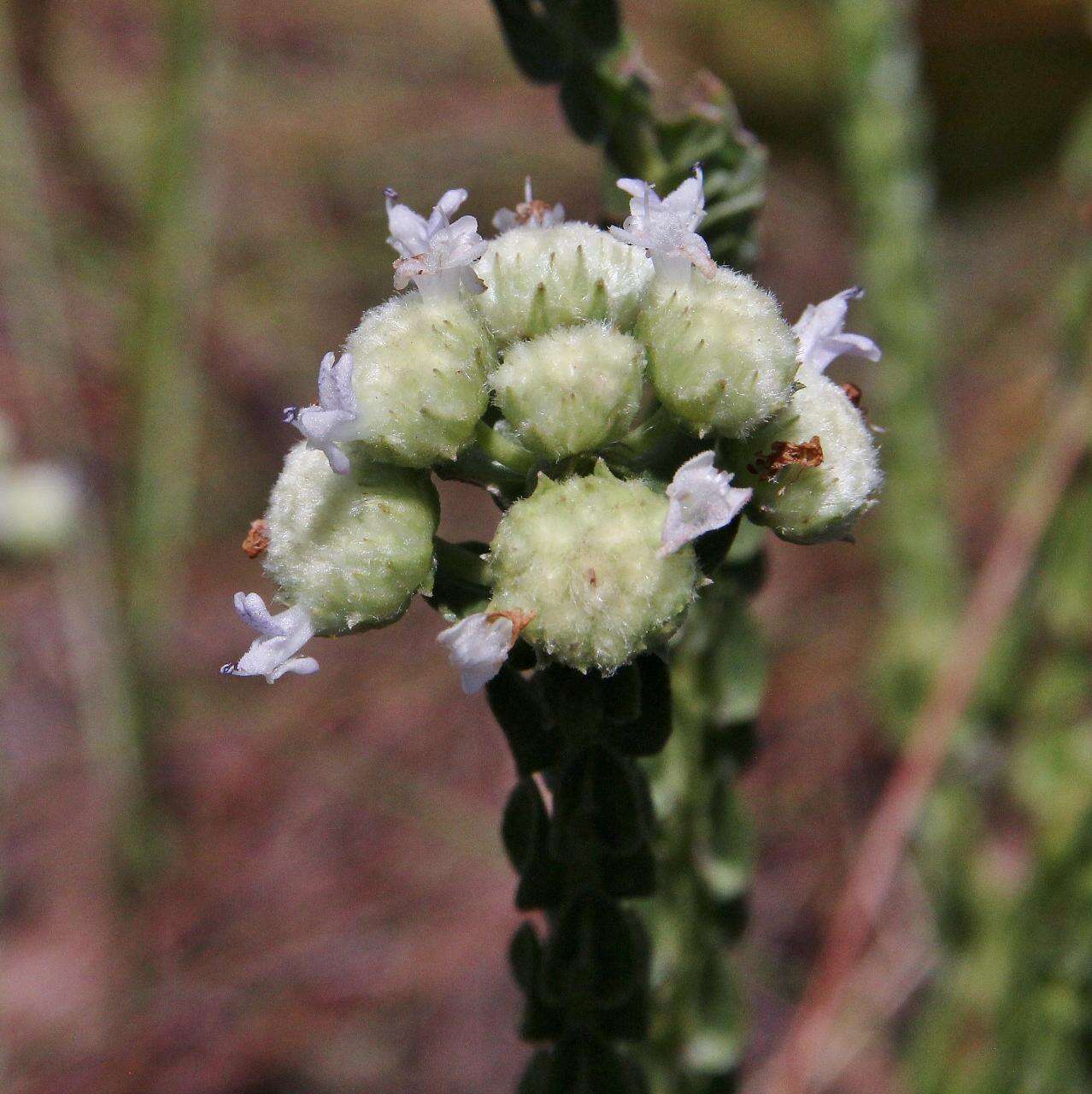 Image of Hyptis obtecta Benth.