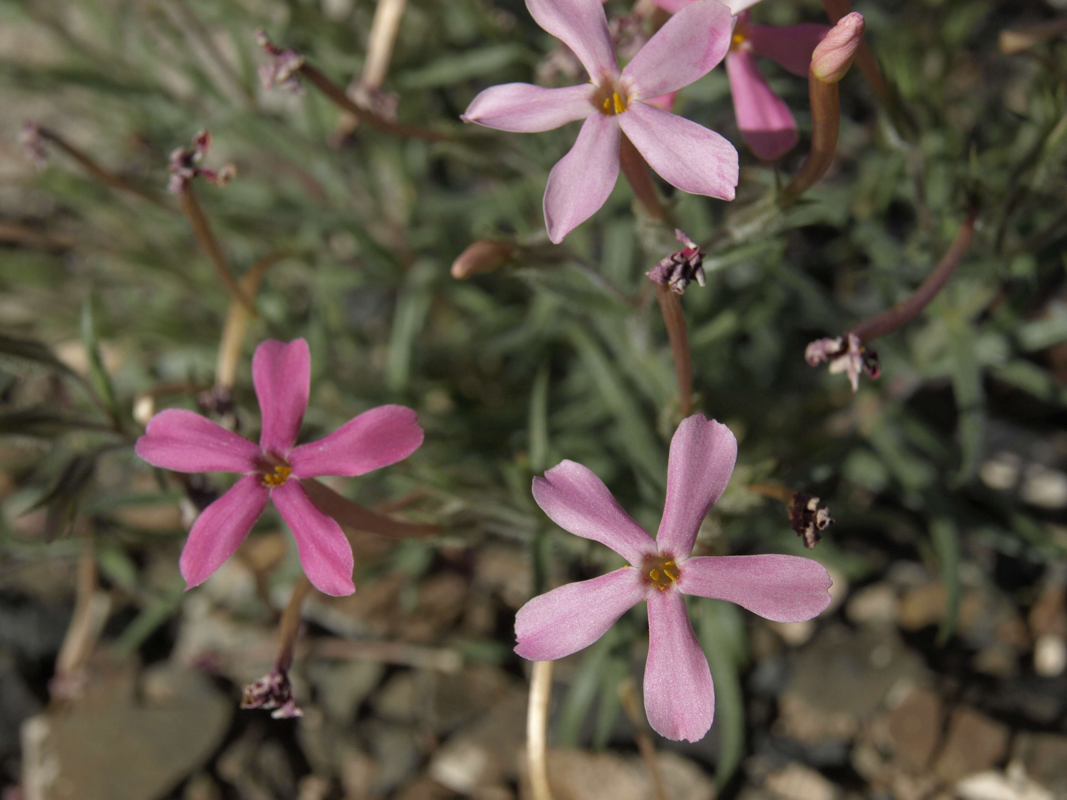 Imagem de Phlox stansburyi subsp. superba (Brand) Wherry