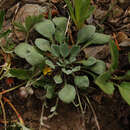 Image of Utah bladderpod