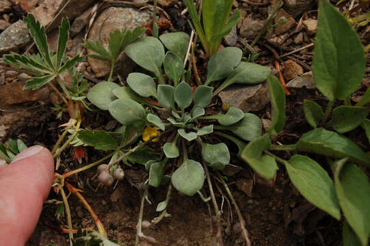 Image of Utah bladderpod