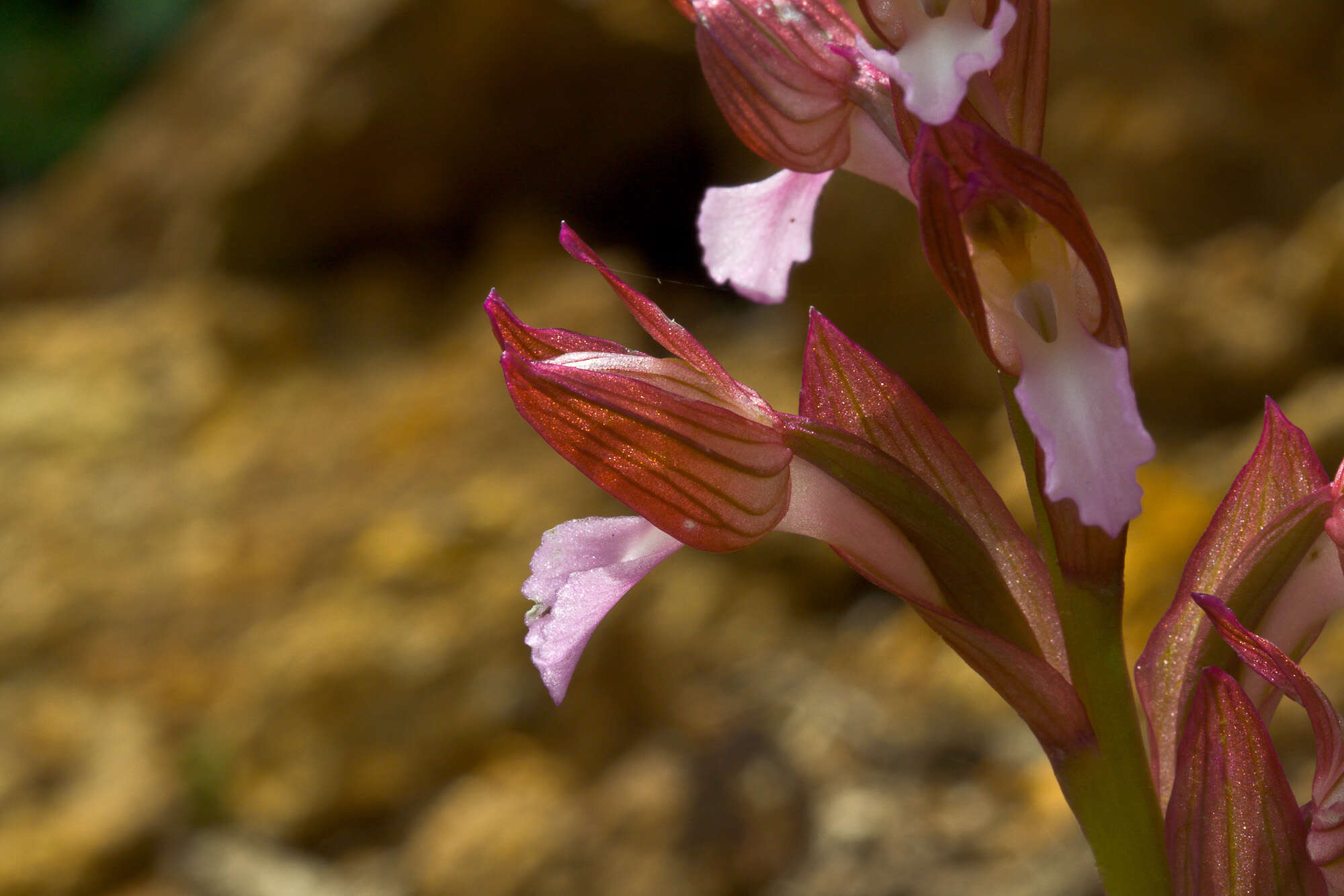 Image of Butterfly orchid