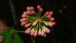 Image of Albizia pedicellaris (Dc.) L. Rico