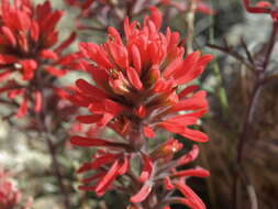 Image of northwestern Indian paintbrush