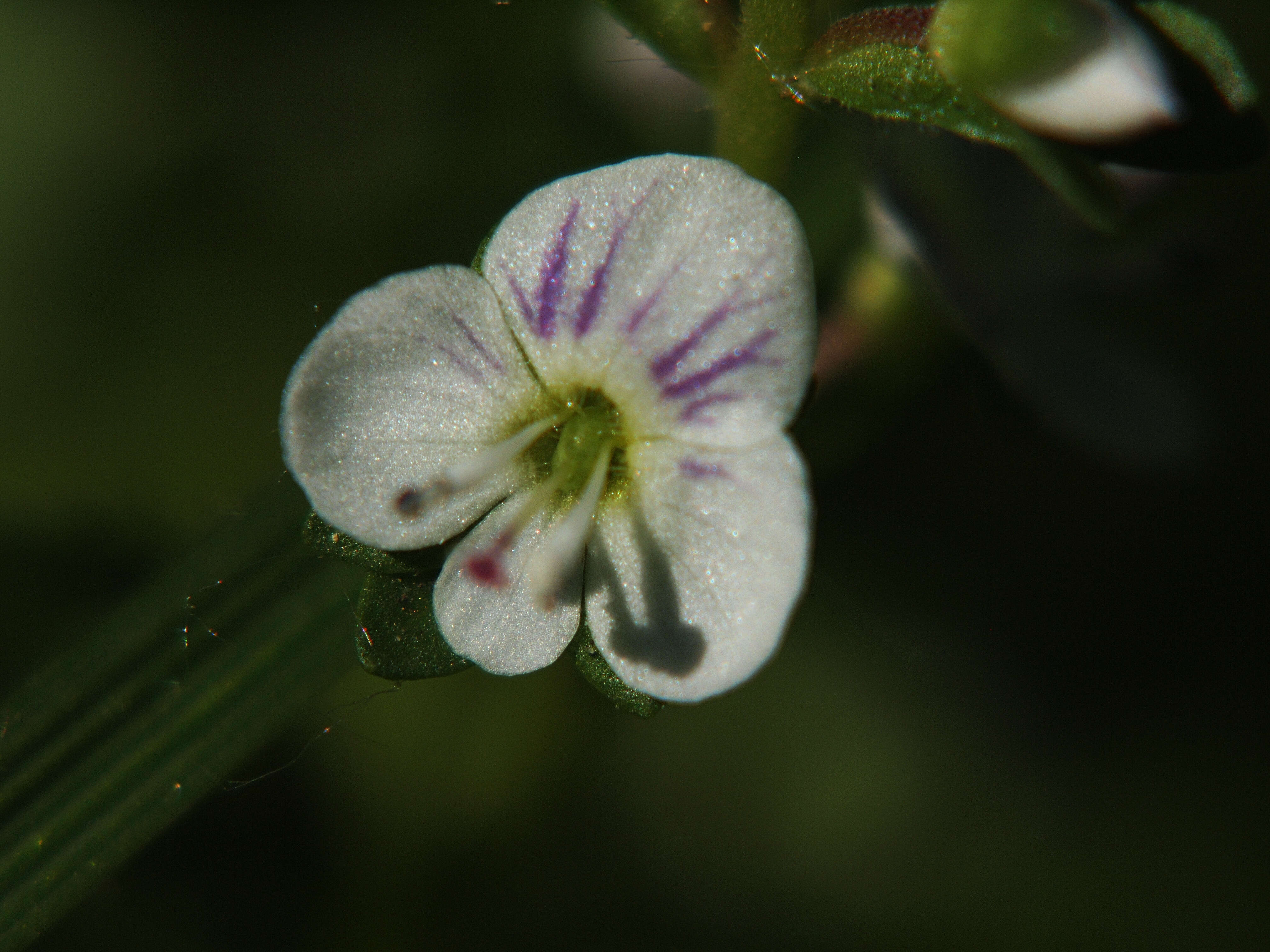 Image of thymeleaf speedwell