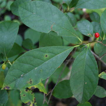 Image of northern spicebush