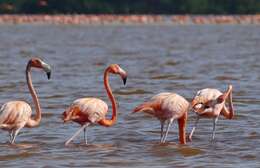 Imagem de Phoenicopterus Linnaeus 1758