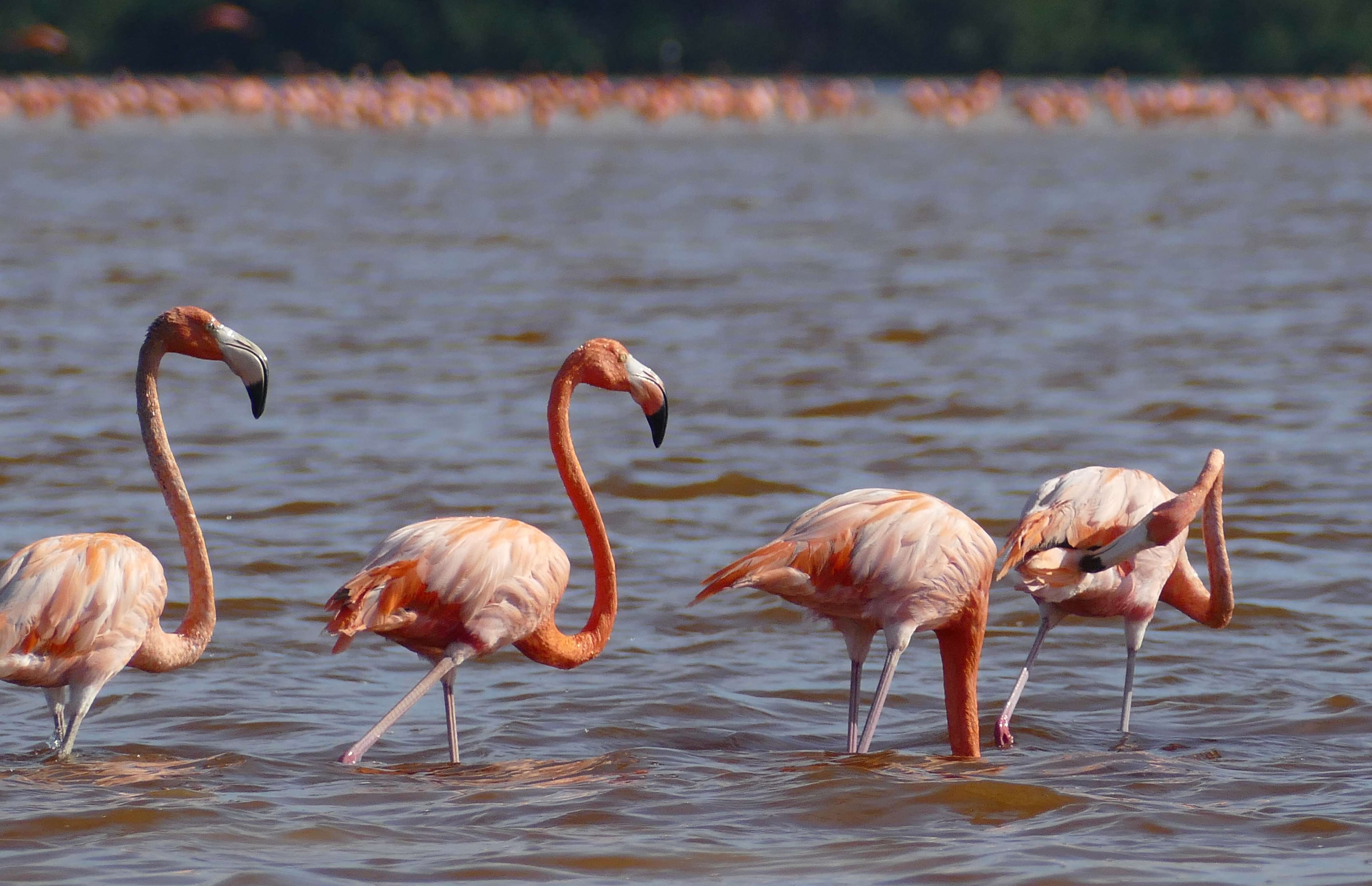 Imagem de Phoenicopterus ruber Linnaeus 1758